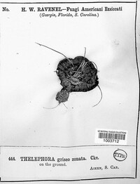 Thelephora griseozonata image